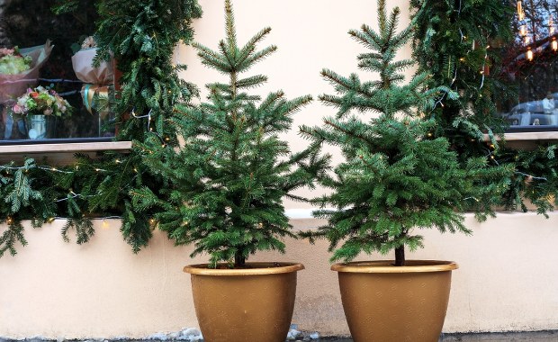 Zjedz swoją choinkę. Kontrowersyjny apel w Belgii