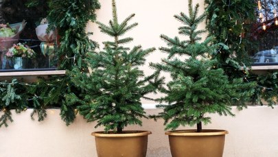 Zjedz swoją choinkę. Kontrowersyjny apel w Belgii