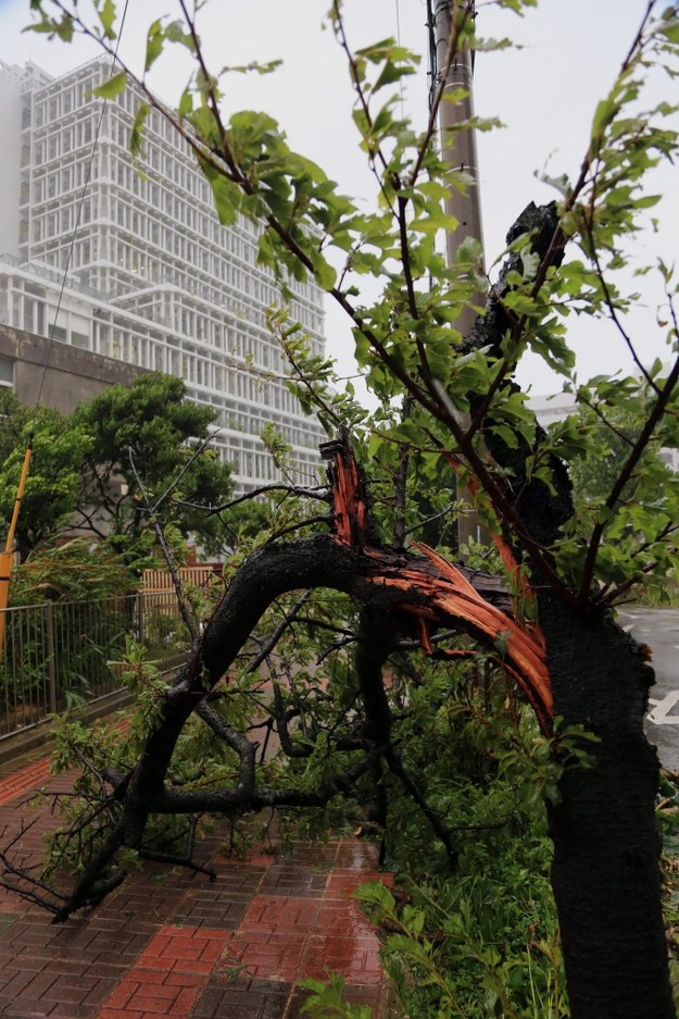 Złamane drzewo przed ratuszem w Naha /HITOSHI MAESHIRO /PAP/EPA