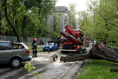 Złamane drzewo przygniotło auto w Warszawie
