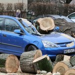 Złamane drzewo spadło na samochód. Czy jest szansa na odszkodowanie?