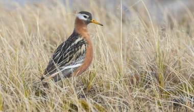 Zlatują do nas na zimę, nie boją się ludzi. W wodzie są jak korki
