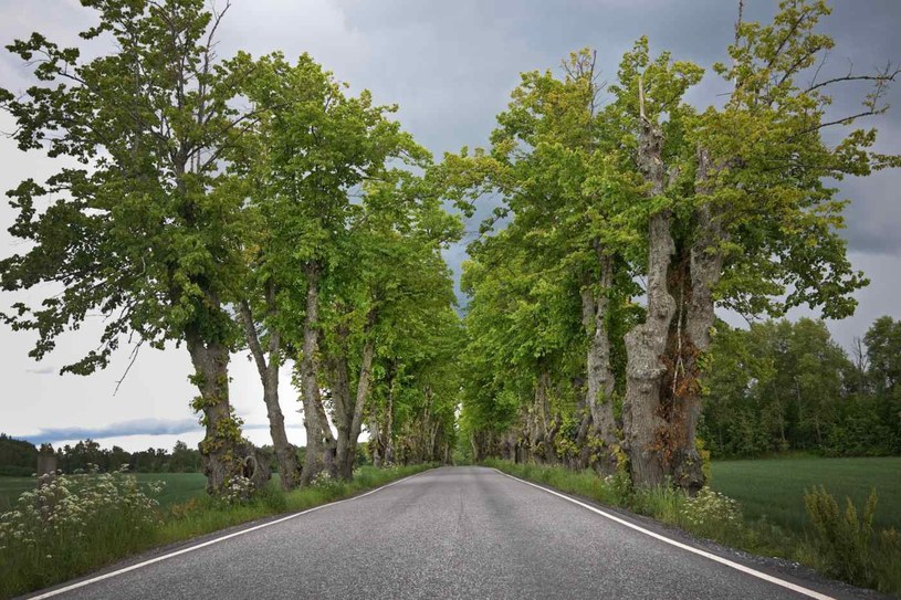 Źle pielęgnowane drzewa mogą stanowić zagrożenie dla podróżujących drogami /123RF/PICSEL