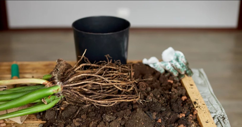 Złe podłoże doprowadzi do gnicia zamiokulkasa /123rf.com