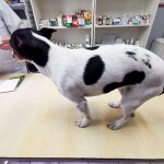 Złe wieści dla właścicieli psów i kotów. Ceny u weterynarzy będą rosnąć