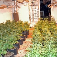 Straż Graniczna przejęła ponad 1800 krzewów konopi