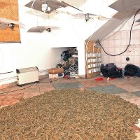 Straż Graniczna przejęła 4,5 kg suszu