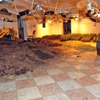 Straż Graniczna przejęła 4,5 kg suszu