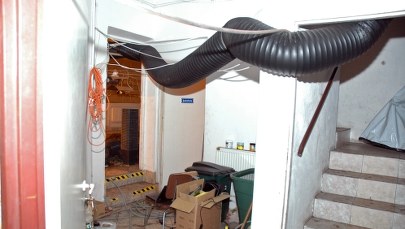 Zlikwidowana na Śląsku plantacja konopi modyfikowanych genetycznie 