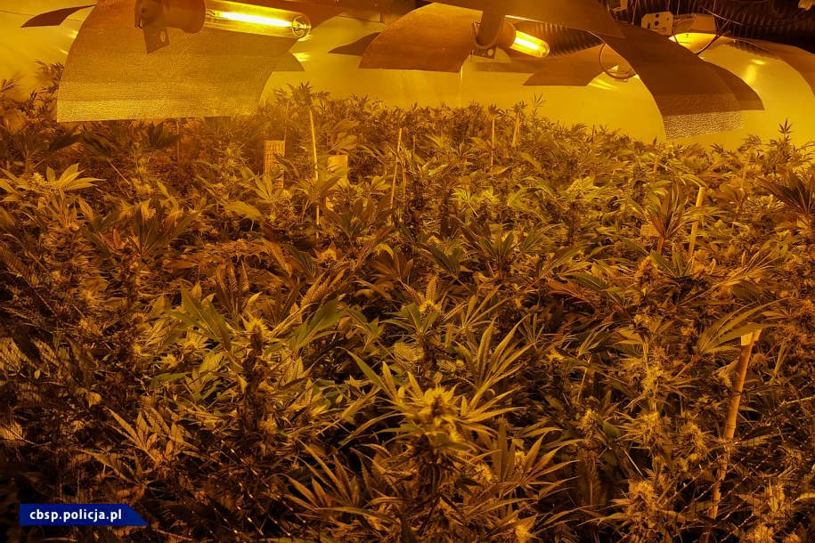 Zlikwidowana plantacja konopi indyjskich /CBŚP