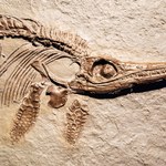 Żłobek olbrzymów. Jak ichtiozaury chroniły swoje dzieci?