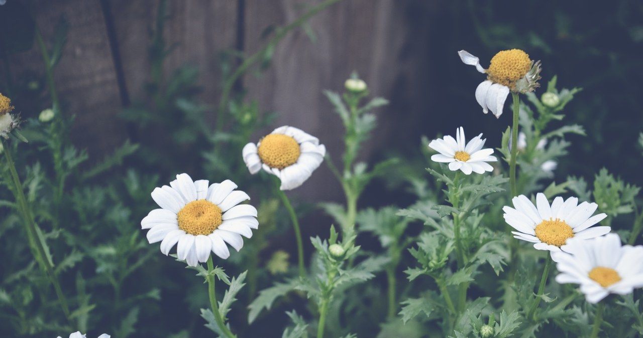 Złocień maruna (Tanacetum parthenium) /123RF/PICSEL