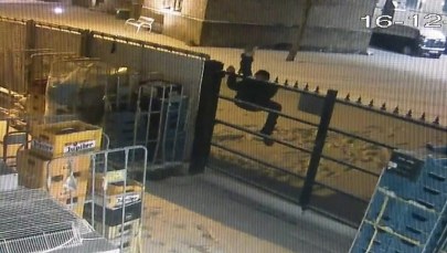 Złodziej niezdara. Półnagi zawisł na ogrodzeniu