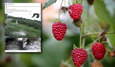 Złodzieje ukradli maliny z sadu. Kamery nagrały ich na gorącym uczynku