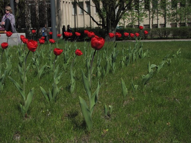 Złodzieje ukradli ok. 150 tulipanów, prawdopodobnie na sprzedaż / Fot. Tomasz Fenske, RMF FM /Tomasz Fenske /RMF FM