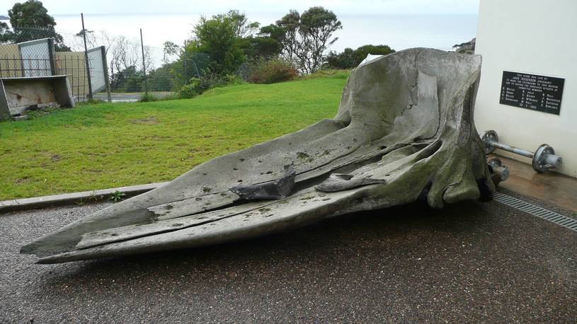 Złodzieje wywieźli sprzed budynku ogromną czaszkę kaszalota /Eden Killer Whale Museum /facebook.com