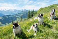 Zlot bernardynów w Szwajcarii