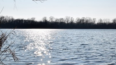 "Złota alga" w Odrze. Jest komunikat ministerialnego zespołu zarządzania kryzysowego