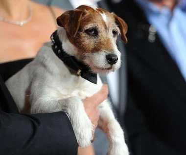 Złota Obroża dla najlepszego psa