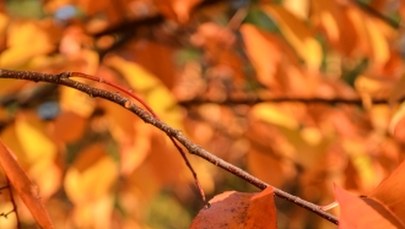 Złota polska jesień naszym okiem