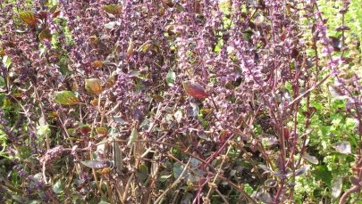 Złota polska jesień