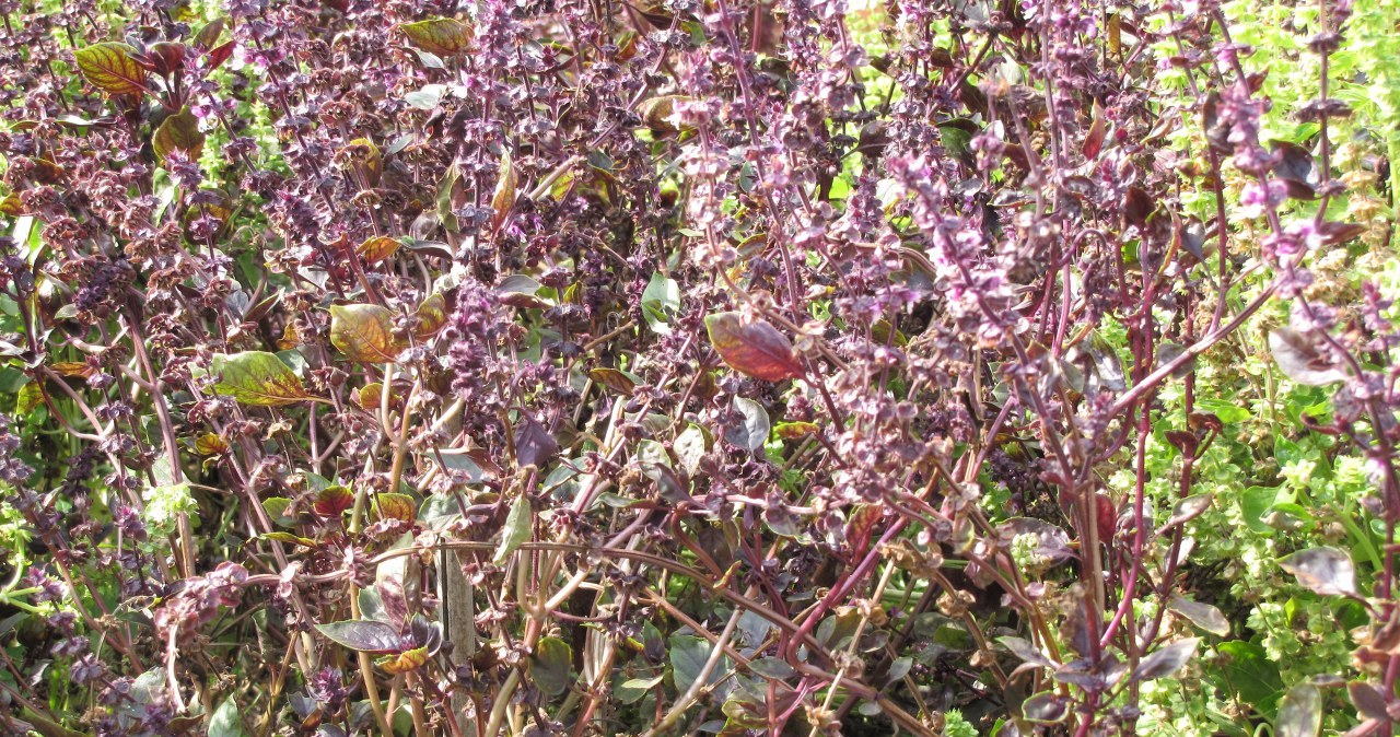 Złota polska jesień