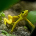 Złota żaba wraca do dżungli. To niespodziewane wieści, miało jej tu nie być