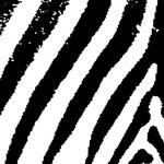 Złota Zebra pojedzie do Angoli
