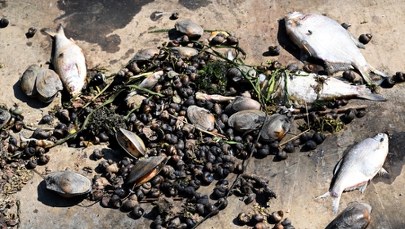 "Złote algi" w Odrze. Minister Moskwa potwierdza