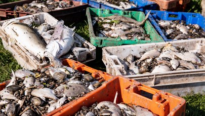 "Złote algi" w Odrze. Zabójczy jest dopiero ich zakwit 