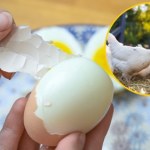 "Złote jaja" polskiego eksportu. Jesteśmy w ścisłej czołówce