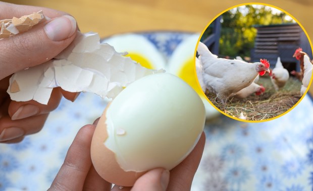 "Złote jaja" polskiego eksportu. Jesteśmy w ścisłej czołówce