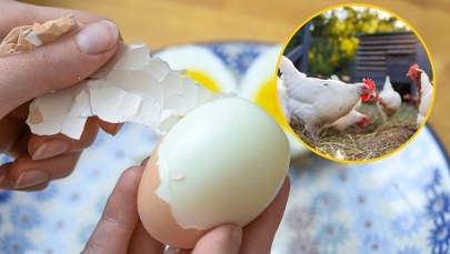 "Złote jaja" polskiego eksportu. Jesteśmy w ścisłej czołówce