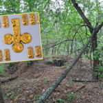 "Złote pantery" obok ludzkich kości. Tajemniczy kurhan skrywał skarb