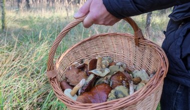 Złoto lasu w okolicy Trójmiasta. Takiego wysypu grzybów dawno nie było 