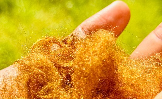 Złoto morza powraca. Naukowcy odtworzyli legendarny jedwab cesarzy