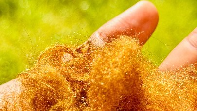 Złoto morza powraca. Naukowcy odtworzyli legendarny jedwab cesarzy