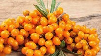Złoto Syberii - roślina cenna dla zdrowia