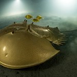 Złoty mieczogon na dnie oceanu. Oto najlepsze zdjęcie przyrodnicze 2023