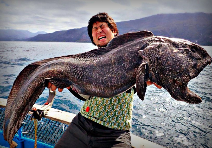 Złowiony przez Hirasakę "mutant" najprawdopodobniej nie zawdzięcza swych rozmiarów promieniowaniu... /materiały prasowe