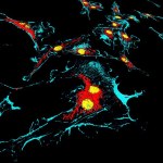 mitochondria Złożone życie może być o miliard lat starsze, niż sądziliśmy