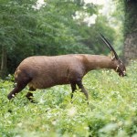 organiczny związek chemiczny
