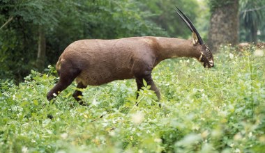 Zmapowali kod DNA współczesnego jednorożca. Jeszcze niedawno był mitem