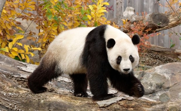 Zmarła najstarsza panda w Japonii. Miała 28 lat