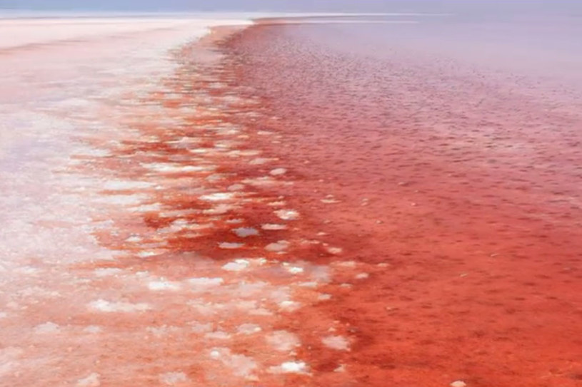 Zmiana barwy wody w jeziorze Tuz jest spowodowana przez jednokomórkowe algi Dunaliella /YouTube