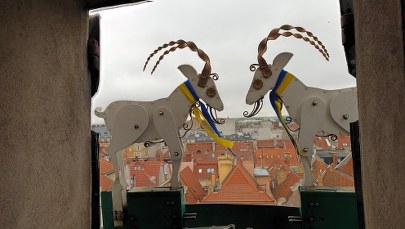 Zmiana czasu z letniego na zimowy. Poznańskie koziołki są gotowe