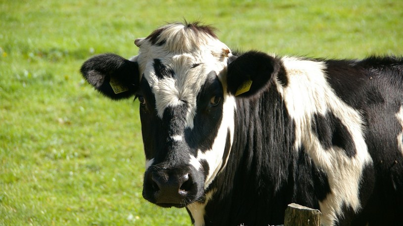Zmiana diety krów może dać nam dużo zdrowsze mleko, masło i sery /Geekweek