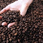 Zmiany klimatu pozwoliły wyprodukować kawę na Sycylii