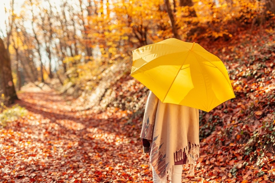Zmiany klimatu przyspieszają jesień. To dlatego drzewa wcześniej gubią liście /Shutterstock
