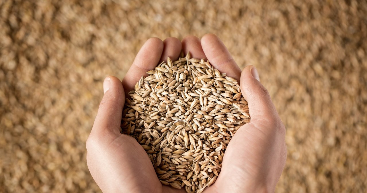 Zmiany klimatu uderzają w uprawy pszenicy. Tracimy bezpieczeństwo żywnościowe. Zdj. ilustracyjne /123RF/PICSEL